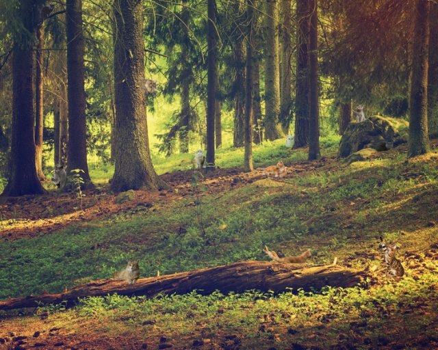 Проверка на внимательность: сколько котиков на картинке? Найдите всех!